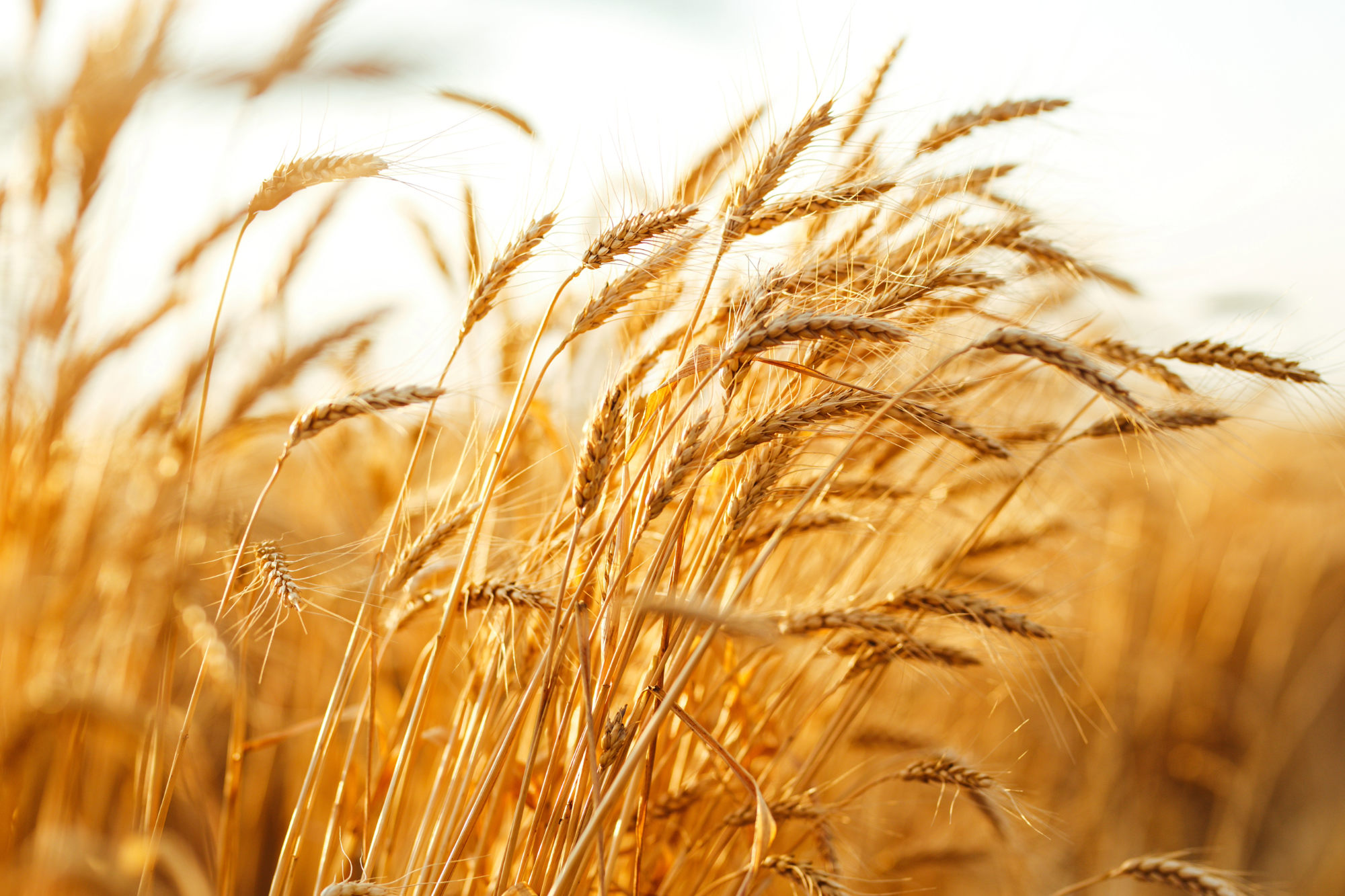Ayçiçek - Buğday Alımı